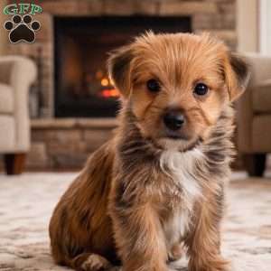 Riley, Morkie / Yorktese Puppy