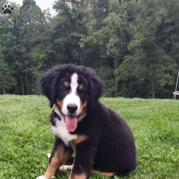 Scooter, Bernese Mountain Dog Puppy