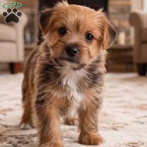 Riley, Morkie / Yorktese Puppy