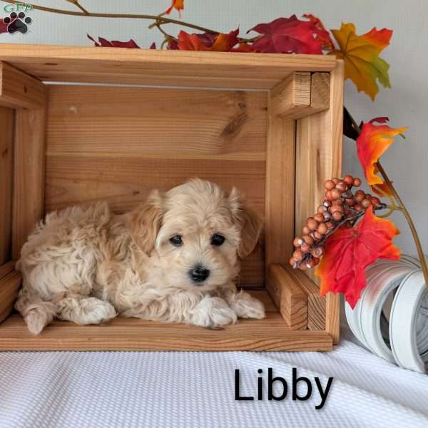 Libby, Maltipoo Puppy