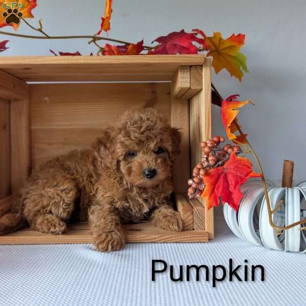 Pumpkin, Shih-Poo Puppy