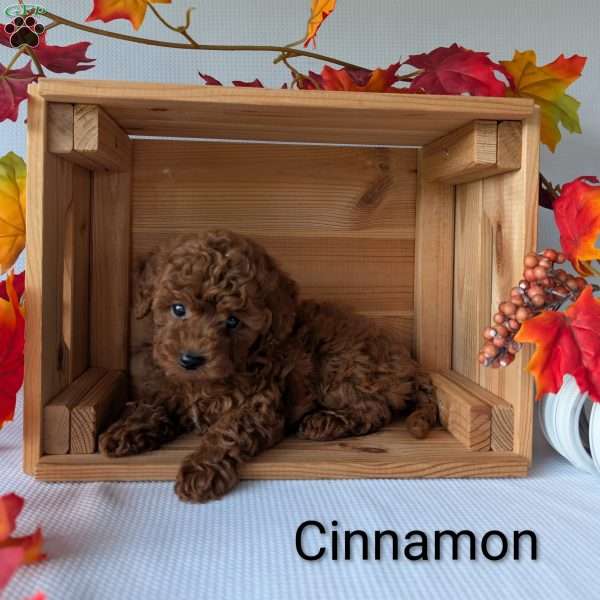 Cinnamon, Shih-Poo Puppy