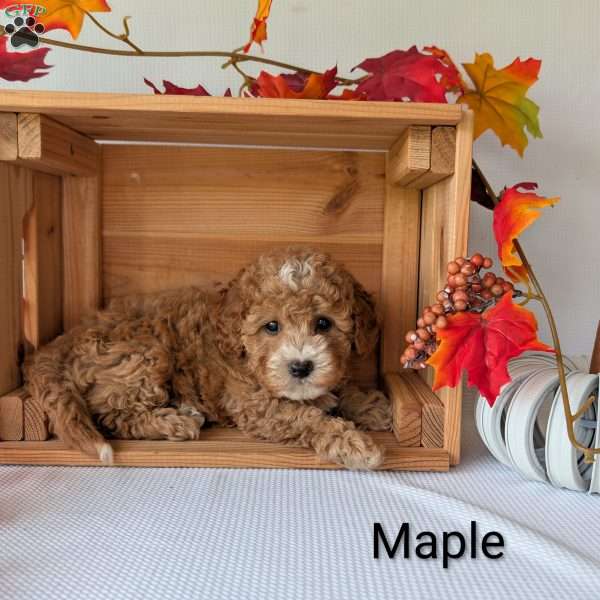 Maple, Shih-Poo Puppy