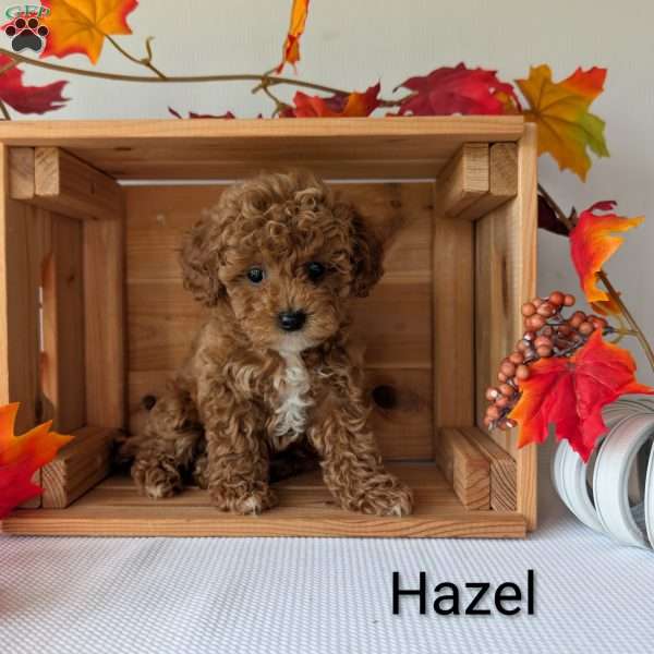Hazel, Shih-Poo Puppy