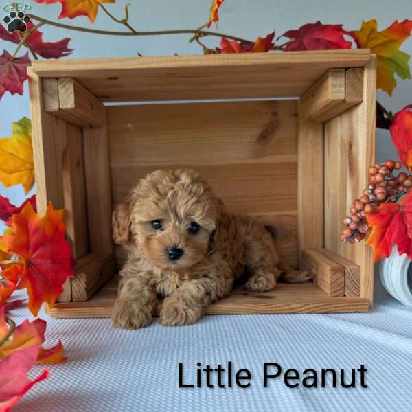 Little Peanut, Shih-Poo Puppy