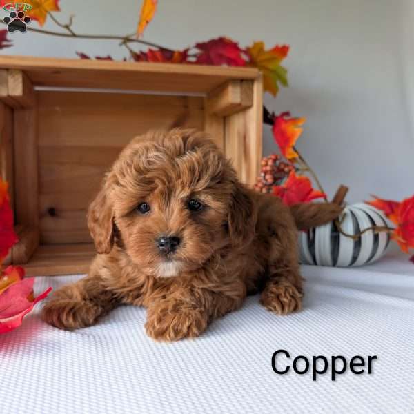 Copper, Shih-Poo Puppy