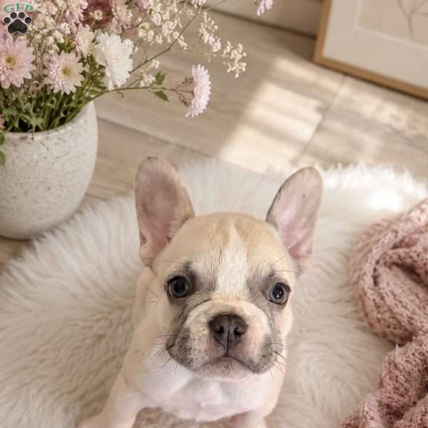 SESAME, French Bulldog Puppy