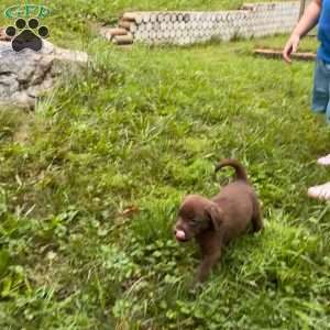 Hemlock, Chocolate Labrador Retriever Puppy