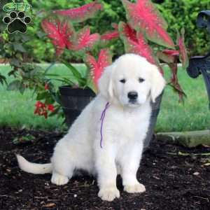 Ashley, English Cream Golden Retriever Puppy