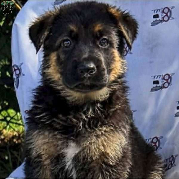 Axel, German Shepherd Puppy