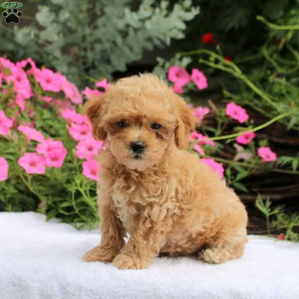 Aaron, Maltipoo Puppy
