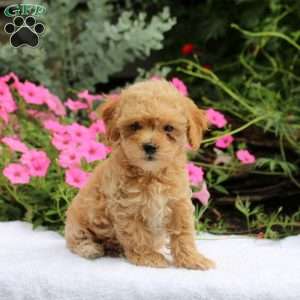 Aaron, Maltipoo Puppy