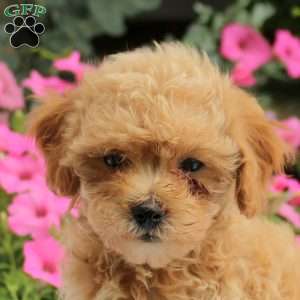Aaron, Maltipoo Puppy