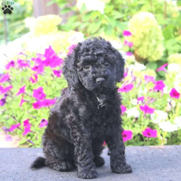 Aaron, Cockapoo Puppy