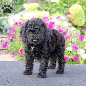 Aaron, Cockapoo Puppy
