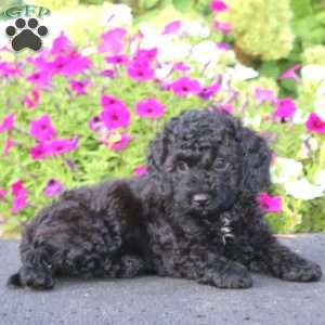 Aaron, Cockapoo Puppy
