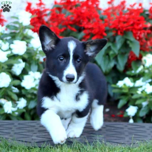 Abigail, Pembroke Welsh Corgi Puppy