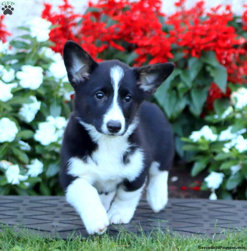 Abigail (Pembroke Corgi, Female) in Gap, PA