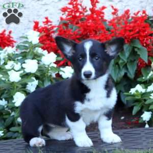 Abigail, Pembroke Welsh Corgi Puppy