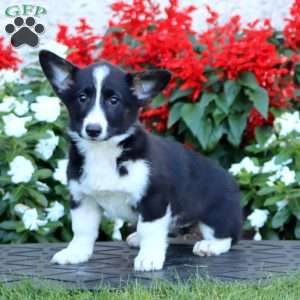 Abigail, Pembroke Welsh Corgi Puppy