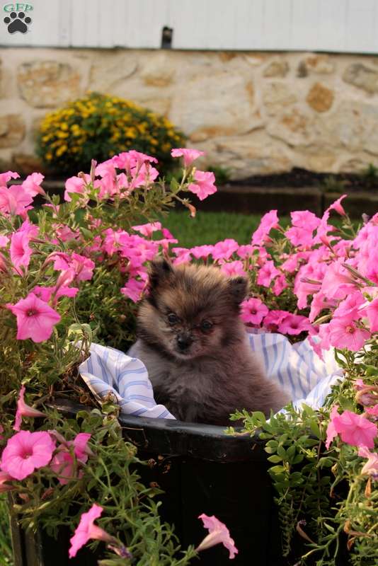 Abby (Pomeranian, Female) in Gap, PA