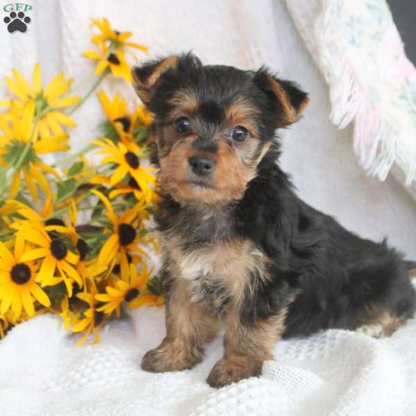 Abby, Yorkie Puppy