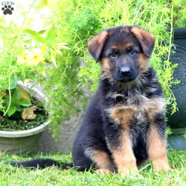 Abby, German Shepherd Puppy