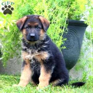 Abby, German Shepherd Puppy