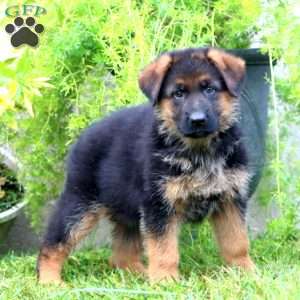 Abby, German Shepherd Puppy