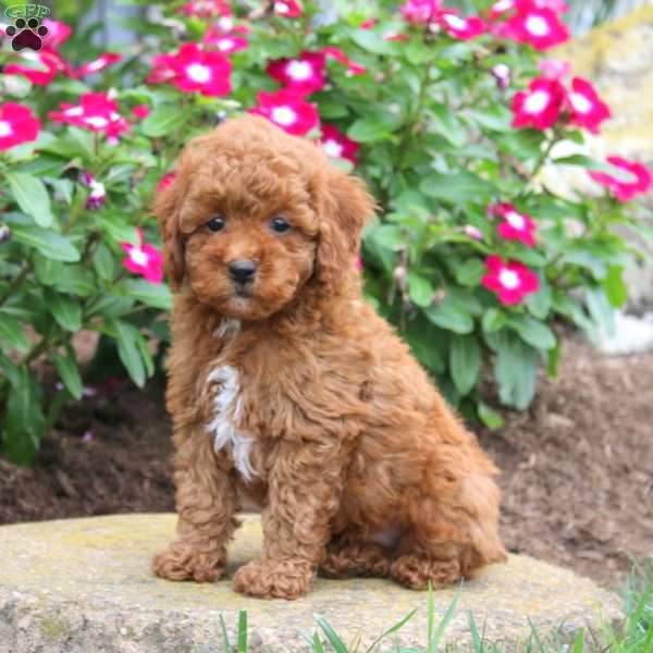 Abe, Miniature Poodle Puppy