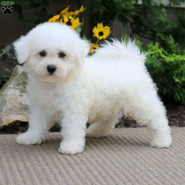 Abe, Bichon Frise Puppy
