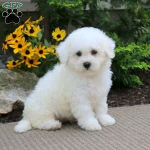 Abe, Bichon Frise Puppy