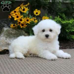 Abe, Bichon Frise Puppy