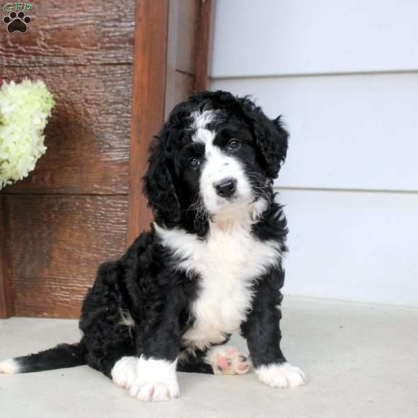 Abigail, Bernese Mountain Dog Mix Puppy