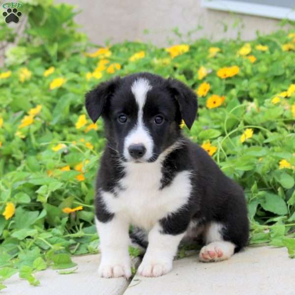 Abigail, Pembroke Welsh Corgi Puppy