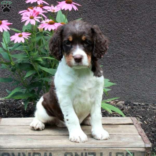 Abigail, English Springer Spaniel Puppy