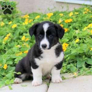 Abigail, Pembroke Welsh Corgi Puppy