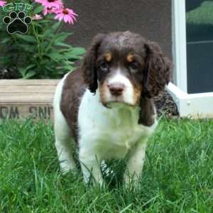 Abigail, English Springer Spaniel Puppy