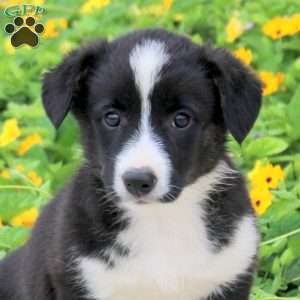 Abigail, Pembroke Welsh Corgi Puppy