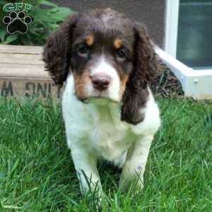 Abigail, English Springer Spaniel Puppy
