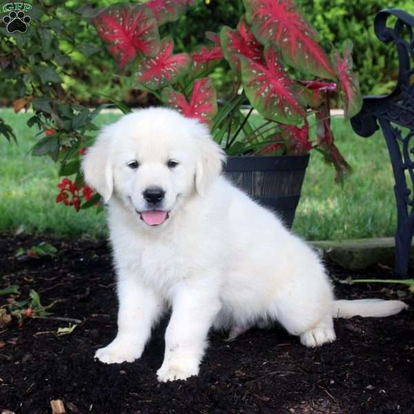 Ace, English Cream Golden Retriever Puppy