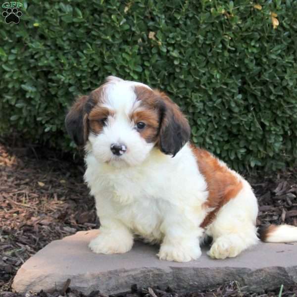 Ace, Havanese Puppy