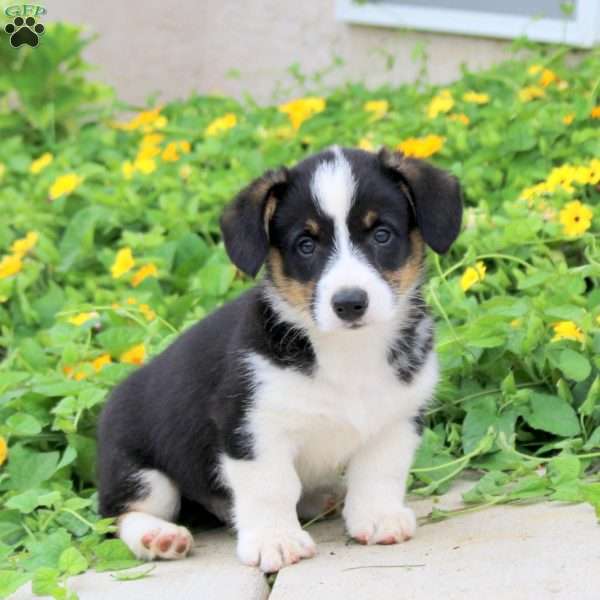 Ace, Pembroke Welsh Corgi Puppy