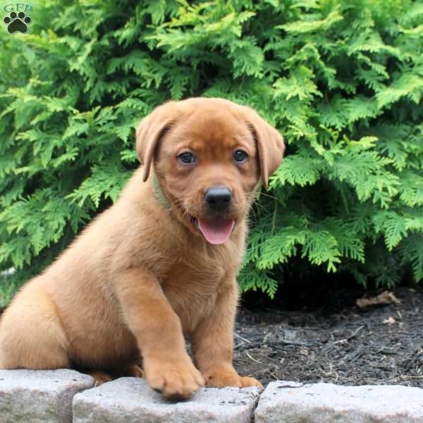 Ace, Fox Red Labrador Retriever Puppy