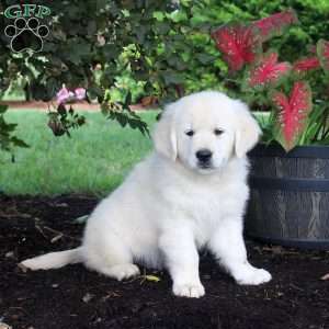 Ace, English Cream Golden Retriever Puppy