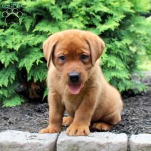 Ace, Fox Red Labrador Retriever Puppy