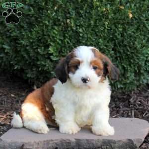 Ace, Havanese Puppy