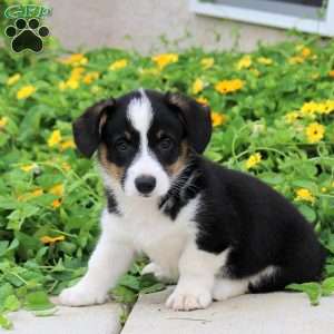 Ace, Pembroke Welsh Corgi Puppy