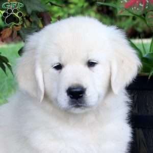 Ace, English Cream Golden Retriever Puppy