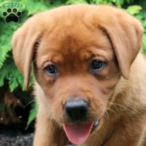 Ace, Fox Red Labrador Retriever Puppy
